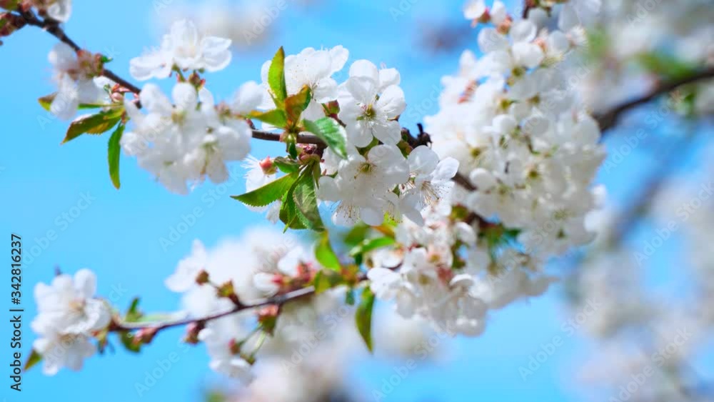 Cherry branch with large white flowers. Spring garden with bees. Cherry branch with large white flowers. Spring garden with bees.