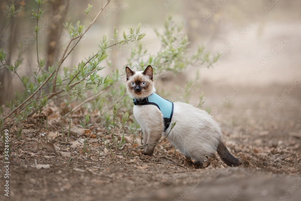 Cute cat walking outdoor. Sacred Burmese kitten running in nature. Cute cat walking outdoor. Sacred Burmese kitten running in nature.