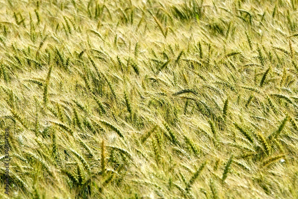 Background of cereal field, close up of cereal field. Tritikale cereal field in summer. Wheat and Rye field in Latvia Background of cereal field, close up of cereal field. Tritikale cereal field in summer. Wheat and Rye field in Latvia