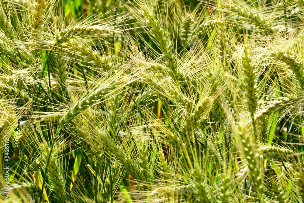 Background of cereal field, close up of cereal field. Tritikale cereal field in summer. Wheat and Rye field in Latvia Background of cereal field, close up of cereal field. Tritikale cereal field in summer. Wheat and Rye field in Latvia
