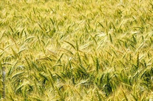 Background of cereal field, close up of cereal field. Tritikale cereal field in summer. Wheat and Rye field in Latvia