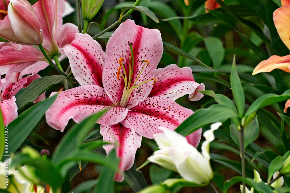 Flowering Lily 'Tiger Edition' in close up of garden display Flowering Lily 'Tiger Edition' in close up of garden display