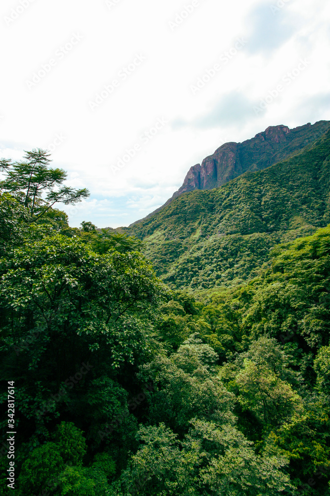 Floresta densa e fechada com montanha ao fundo Floresta densa e fechada com montanha ao fundo