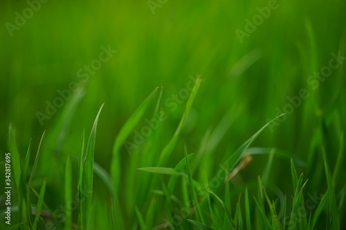 Fresh green grass grow in a pring field, side view.