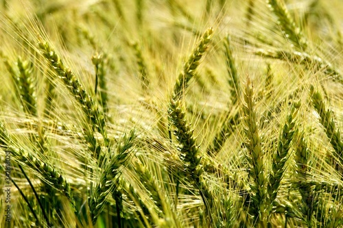 Background of cereal field, close up of cereal field. Tritikale cereal field in summer. Wheat and Rye field in Latvia