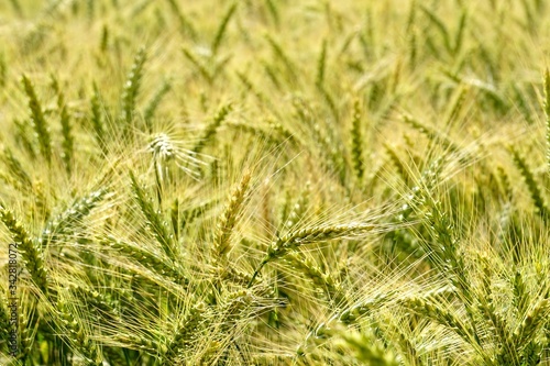 Background of cereal field, close up of cereal field. Tritikale cereal field in summer. Wheat and Rye field in Latvia