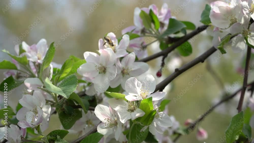 The bee pollinates the tree The bee pollinates the tree