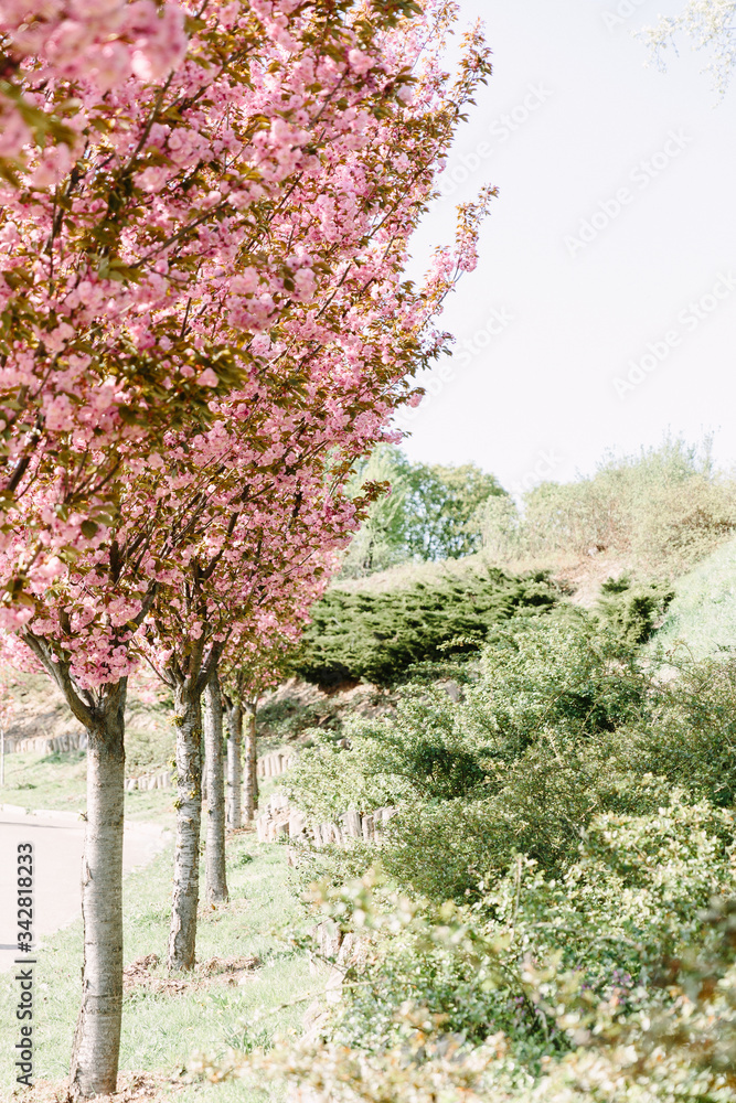 Fototapeta premium Cherry blossoming trees in sunny park. Sakura Cherry blossom flowers alley. Wonderful scenic park with flowerind cherry sakura trees. Beautiful sakura flowers closeup.