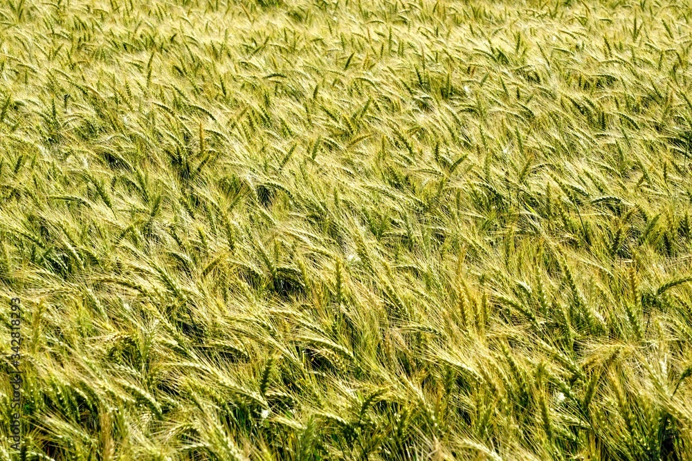 Background of cereal field, close up of cereal field. Tritikale cereal field in summer. Wheat and Rye field in Latvia Background of cereal field, close up of cereal field. Tritikale cereal field in summer. Wheat and Rye field in Latvia