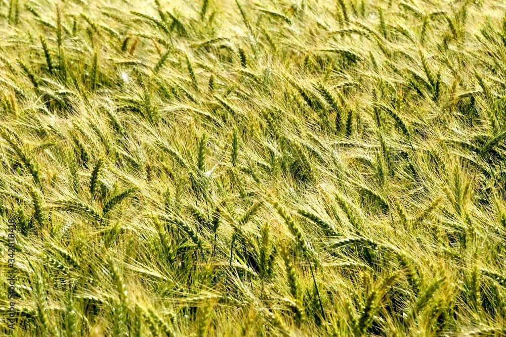 Background of cereal field, close up of cereal field. Tritikale cereal field in summer. Wheat and Rye field in Latvia Background of cereal field, close up of cereal field. Tritikale cereal field in summer. Wheat and Rye field in Latvia