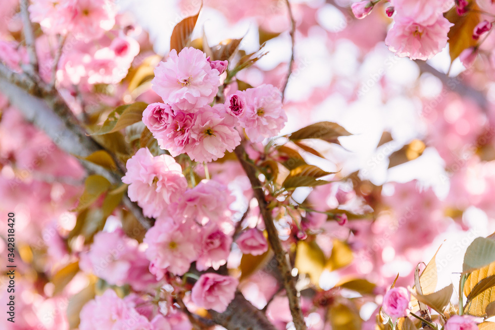 Obraz premium Cherry blossoming trees in sunny park. Sakura Cherry blossom flowers alley. Wonderful scenic park with flowerind cherry sakura trees. Beautiful sakura flowers closeup.