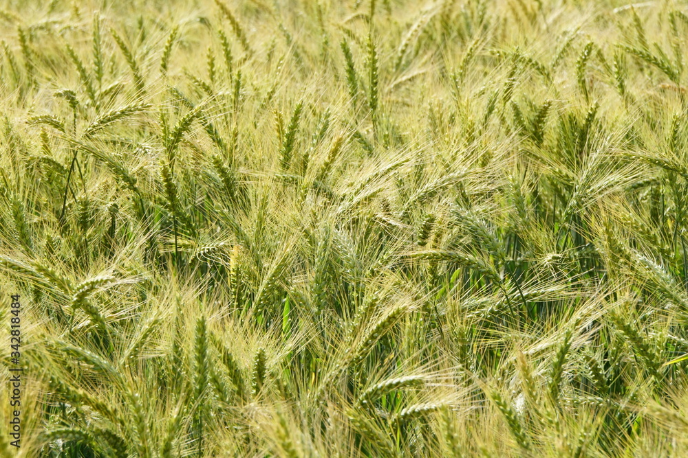 Background of cereal field, close up of cereal field. Tritikale cereal field in summer. Wheat and Rye field in Latvia Background of cereal field, close up of cereal field. Tritikale cereal field in summer. Wheat and Rye field in Latvia
