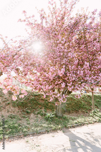 Cherry blossoming trees in sunny park. Sakura Cherry blossom flowers alley. Wonderful scenic park with flowerind cherry sakura trees. Beautiful sakura flowers closeup.