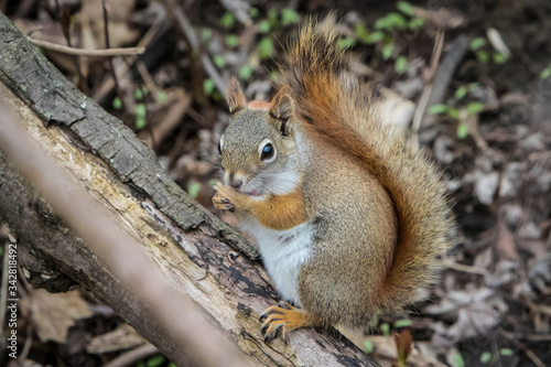 squirrel eating nut