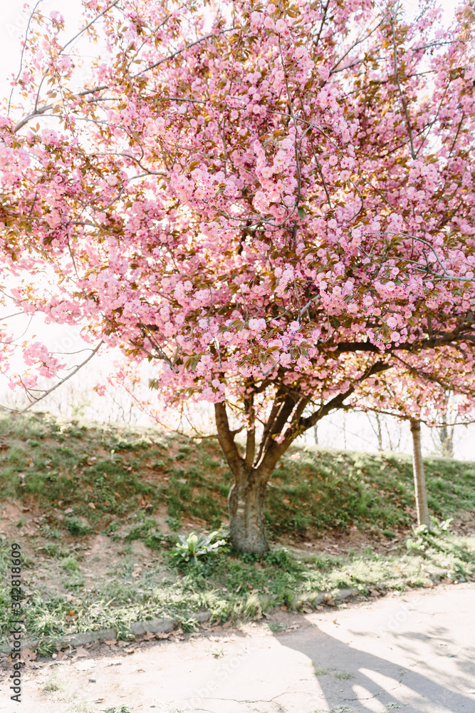 Cherry blossoming trees in sunny park. Sakura Cherry blossom flowers alley. Wonderful scenic park with flowerind cherry sakura trees. Beautiful sakura flowers closeup.