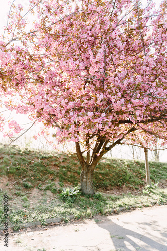 Cherry blossoming trees in sunny park. Sakura Cherry blossom flowers alley. Wonderful scenic park with flowerind cherry sakura trees. Beautiful sakura flowers closeup.