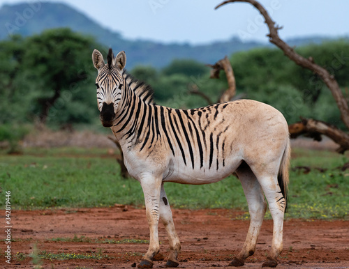 Fototapeta Naklejka Na Ścianę i Meble -  One quagga in Mokala National Park, South Africa. It is a variant of the plains zebra with reduced striping on the rump.