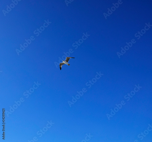 seagull on a background of blue sky over the sea