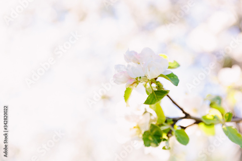 White flowers of apple tree. Close up apple blossom white flowers spring background