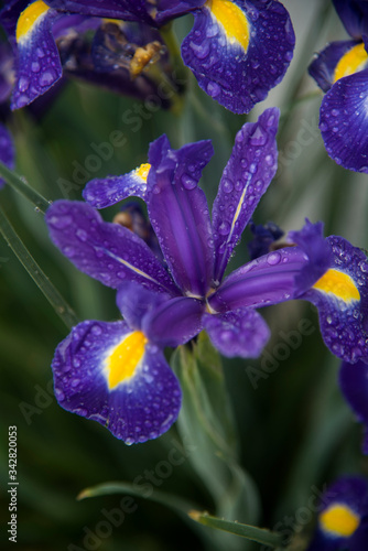 colorful blue iris after rain of sping