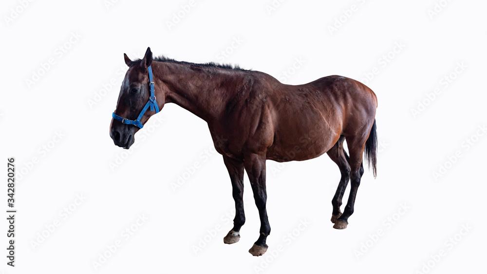 Clipping path of horse in the farm Clipping path of horse in the farm