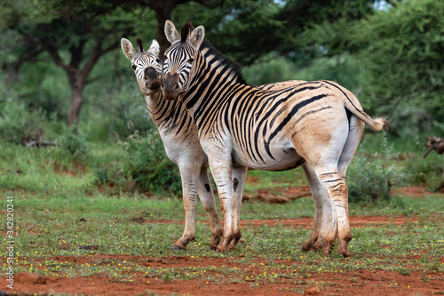 Two quaggas in Mokala National Park  South Africa. It is a variant of the plains zebra with reduced striping on the rump.