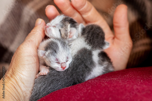Woman holding newborn kittens in her hands