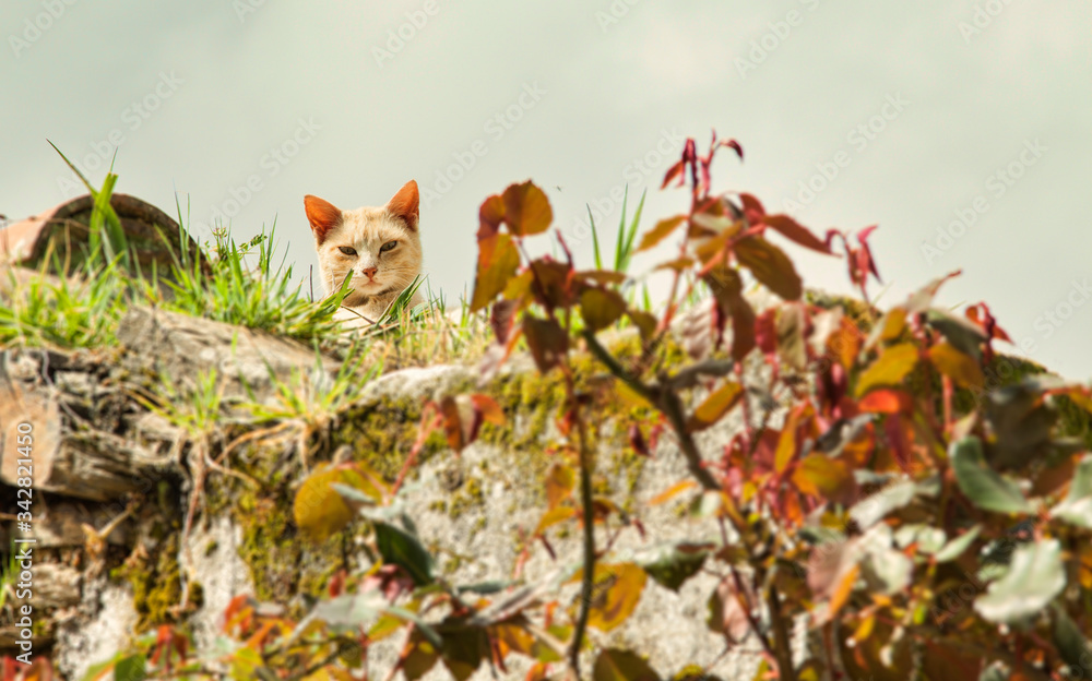 A cat enjoying its surroundings A cat enjoying its surroundings