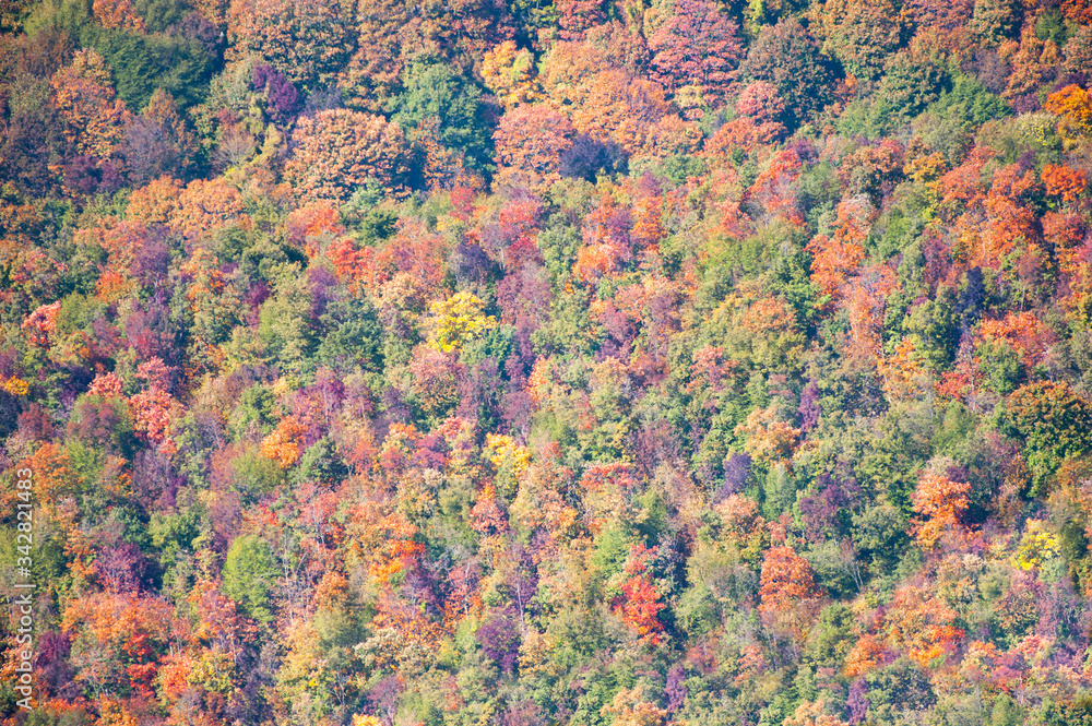 colorful autumn leaves in the forest