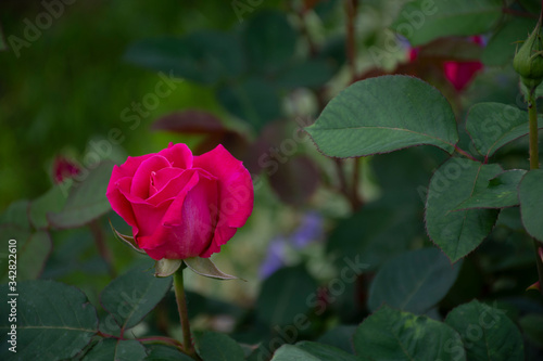 pink rose in garden