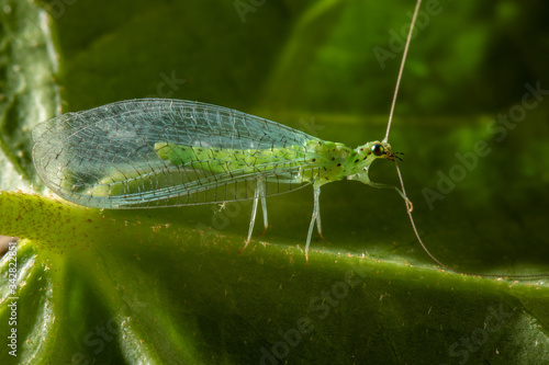 Chrysoperla carnea