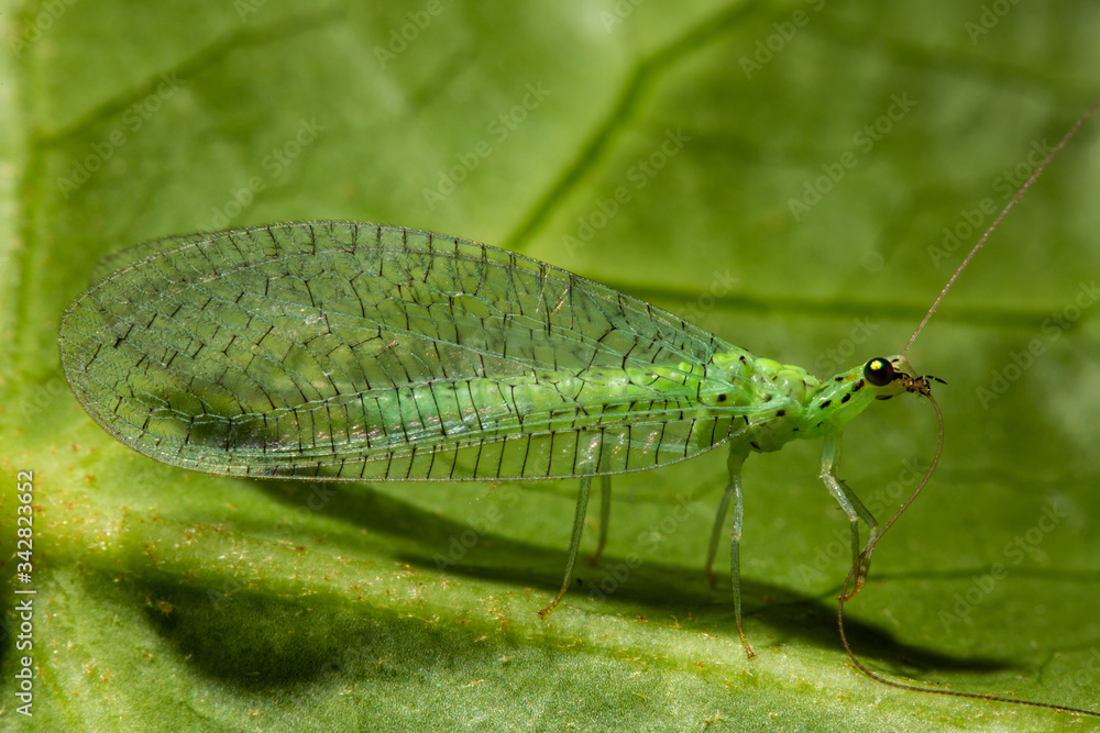 Chrysoperla carnea