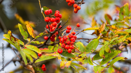 Rowan branch with red berries and yellow and green leaves