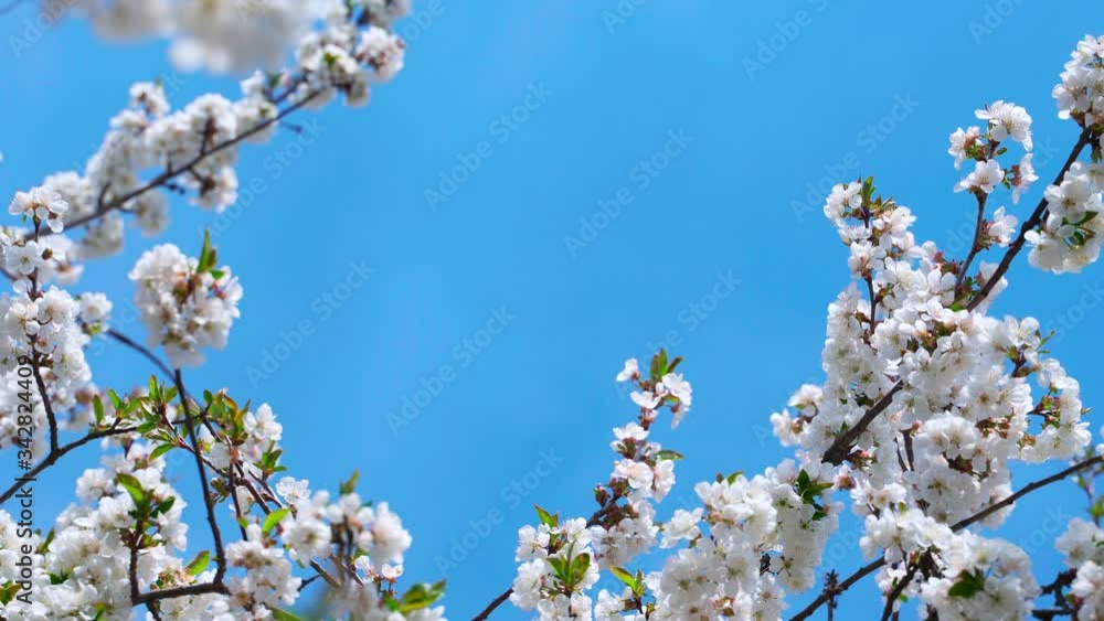 Cherry blossoms in full bloom while moving the camera slowly. Cherry blossoms in full bloom while moving the camera slowly.