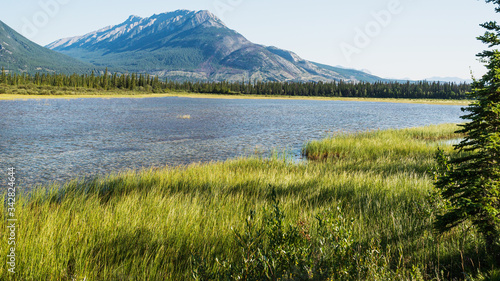 nature scenaries along the river Athabaska, Jasper National Park, Alberta, Canada