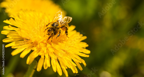 Honey bee covered with yellow pollen collecting nectar from dandelion flower. Important for environment ecology sustainability.