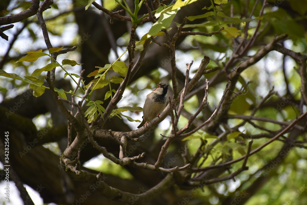 The little sparrow is in the canopy of a walnut tree The little sparrow is in the canopy of a walnut tree