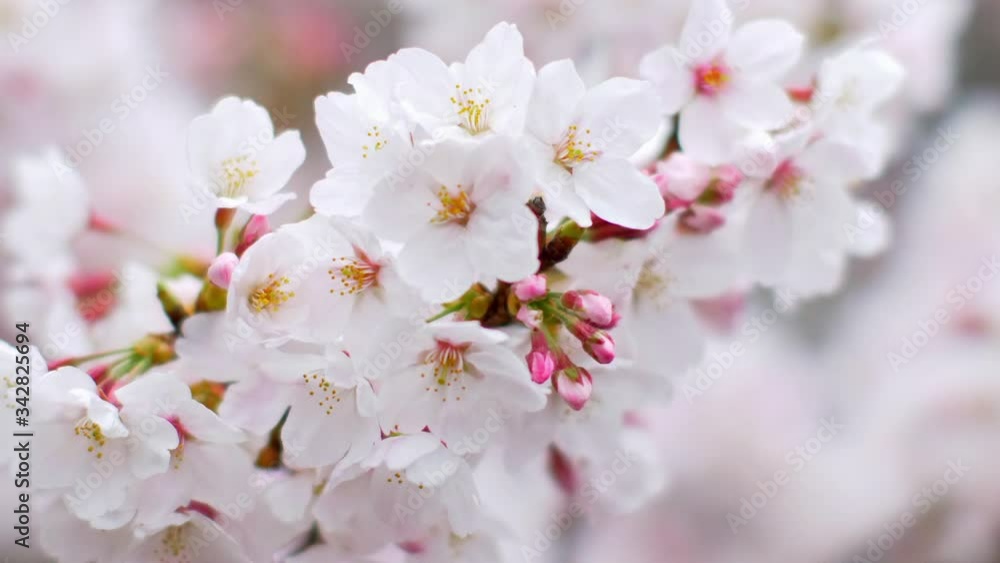 Closeup view of cherry blossoms. Selective focus on a flower with blurred background. Closeup view of cherry blossoms. Selective focus on a flower with blurred background.
