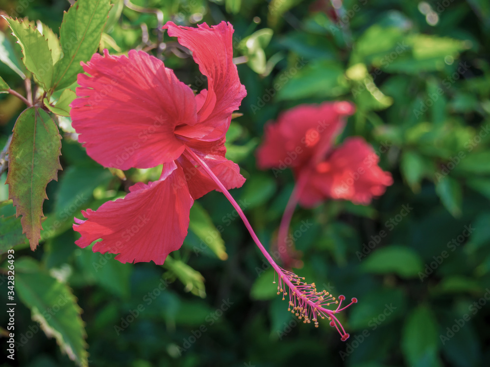 Pollen of Hibiscus rosa-sinensis or Chaba Flower is mix with red and yellow color. A flower is red, showy and big. Hibiscus can make Folk medicine and drug.