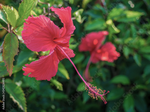 Pollen of Hibiscus rosa-sinensis or Chaba Flower is mix with red and yellow color. A flower is red, showy and big. Hibiscus can make Folk medicine and drug. photo