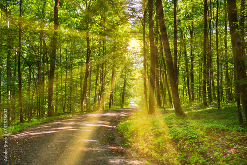 Waldweg im Frühling mit Sonnenstrahlen © Thomas Otto