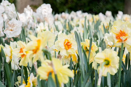 Fototapeta Naklejka Na Ścianę i Meble -  Daffodils on a Sunny spring day