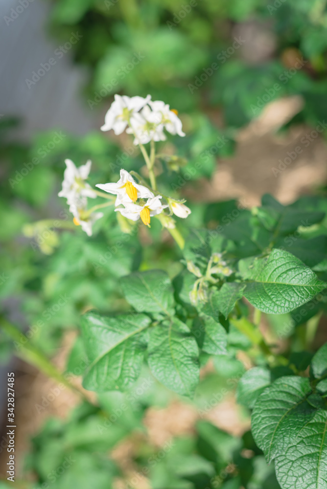 Blossom white flowers with bright yellow stamen on potatoes plants cultivated on raised bed garden Blossom white flowers with bright yellow stamen on potatoes plants cultivated on raised bed garden
