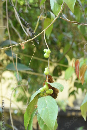 Closeup view of Scram berry in the tree. photo