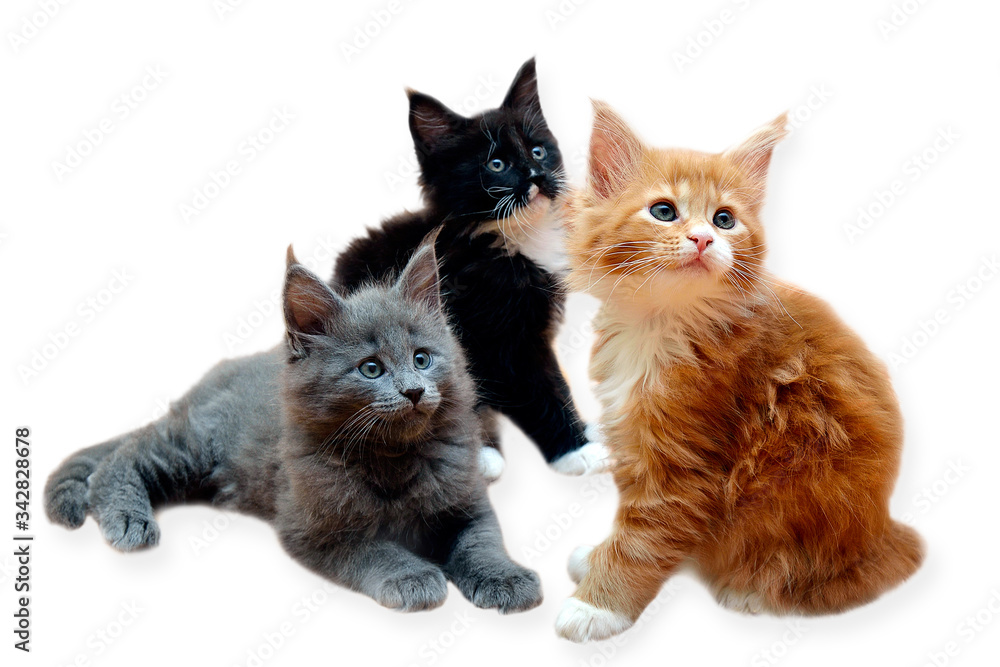 Three beautiful purebred Maine Coon kittens isolated on a white background.
