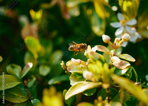 A honey bee in flight preparing to feed at a flower on a sunny day.