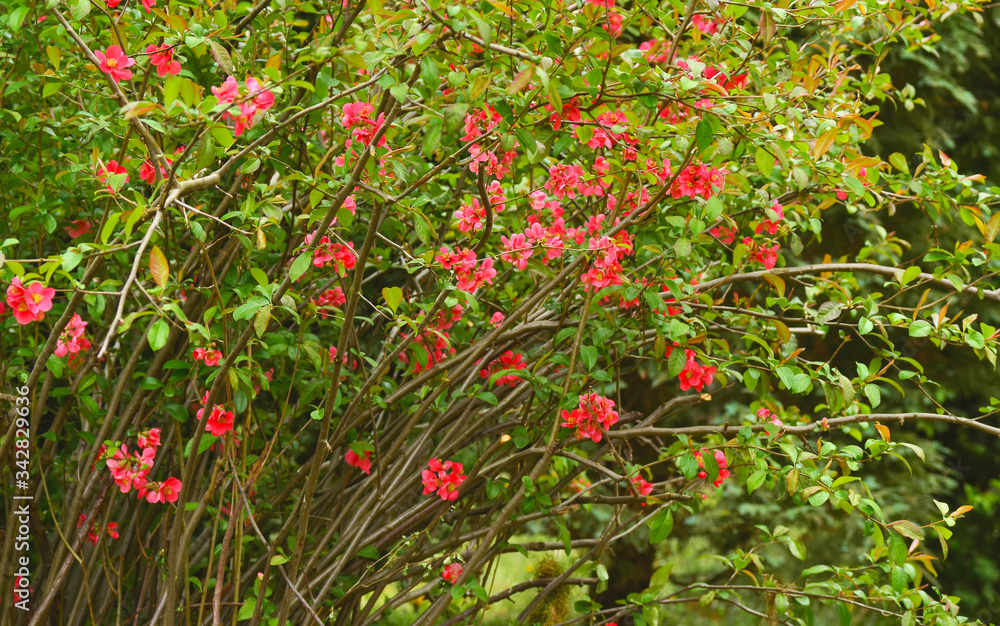 Blooming Quincy tree
