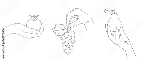 Set of illustrations of the hands gently holding fresh fruits like grape vine apple and pear, simple line realistic graphic sketch, hand gesture, isolated