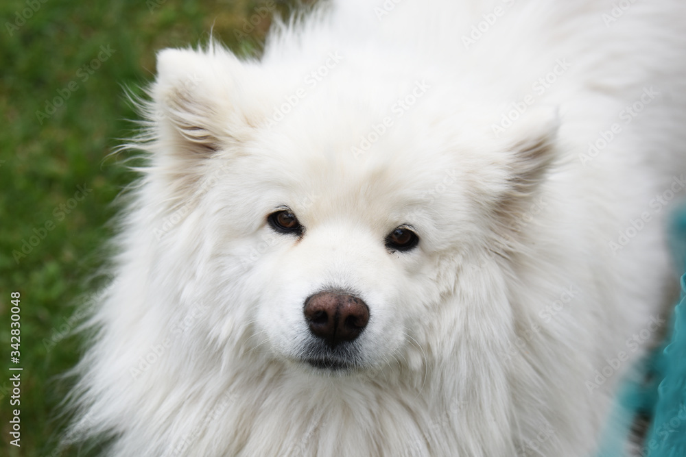 ritratto cane pelo lungo samoiedo pelo bianco ritratto cane pelo lungo samoiedo pelo bianco