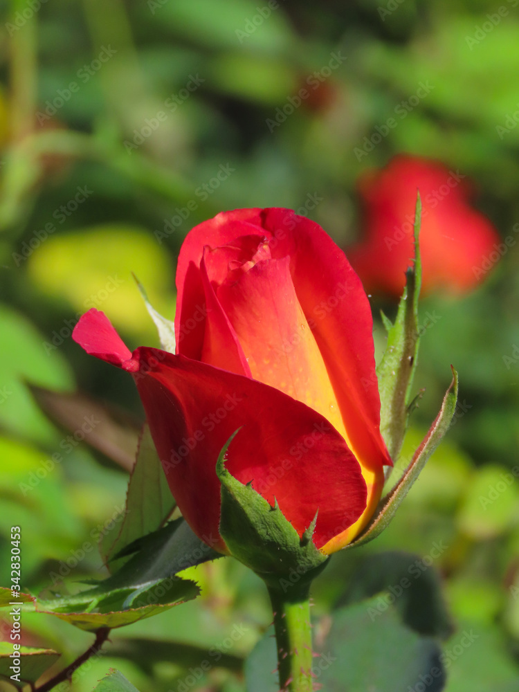 Red roses with green backgrounds Red roses with green backgrounds